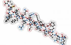 Le jeu des hormones, glucagon et incrétines, en cas d’insulinorésistance