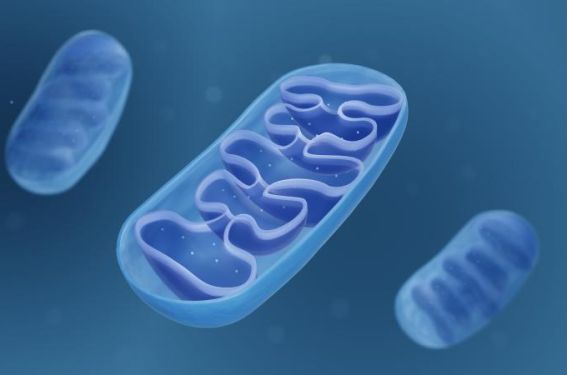 Dysfonction mitochondriale dans l’obésité : de la dysfonction cellulaire à celle de l’organe 